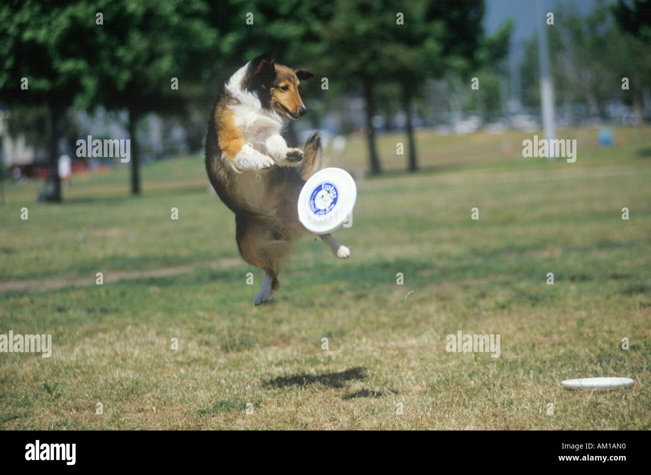 Dog catching Frisbee mid air in Canine Frisbee Contest Westwood Los