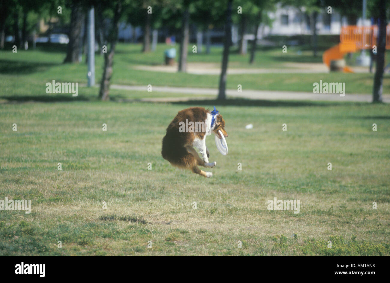 Dog catching Frisbee mid air in Canine Frisbee Contest Westwood Los