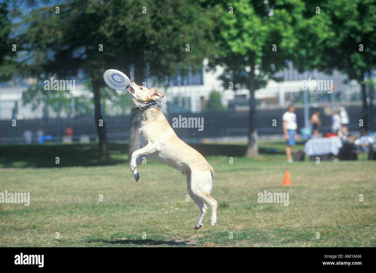 Dog catching Frisbee mid air in Canine Frisbee Contest Westwood Los