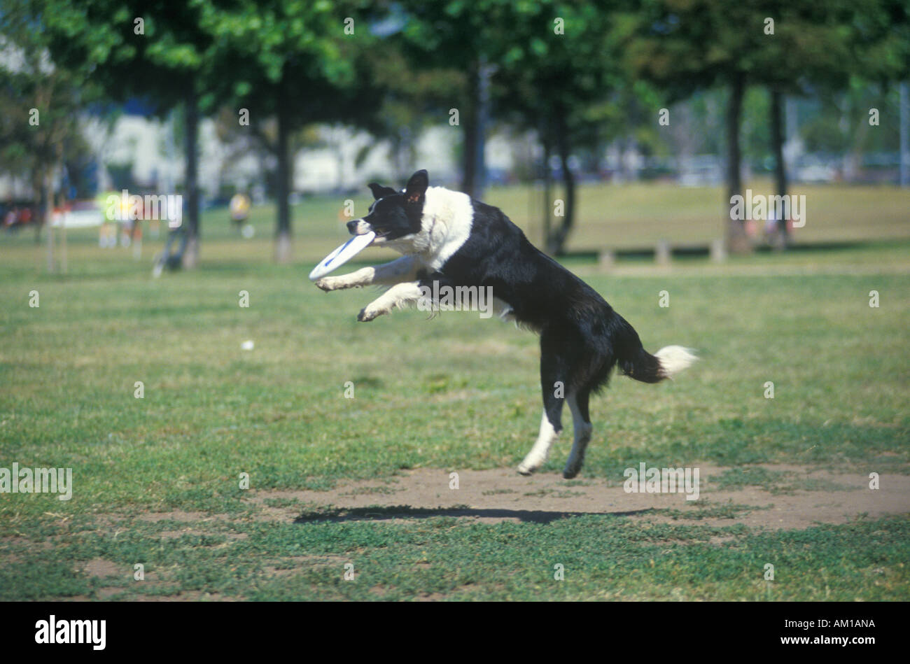 Dog catching Frisbee mid air in Canine Frisbee Contest Westwood Los Angeles CA Stock Photo Alamy
