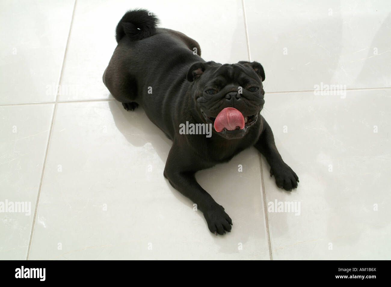 Black pug Stock Photo