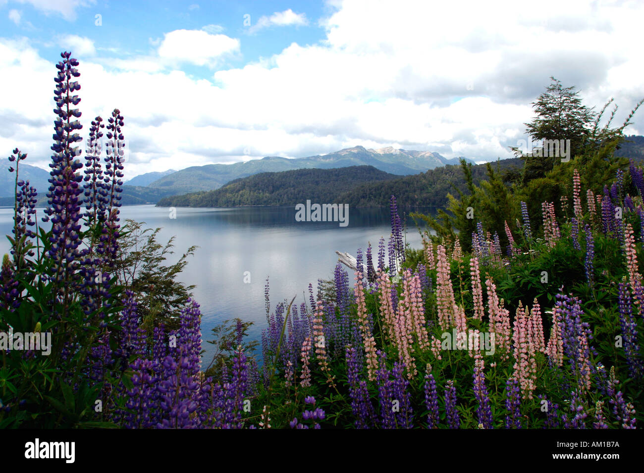 Nahuel Huapi National Park Lupine Flowers Lupinos Villa La Angostura Patagonia Argentina Stock Photo