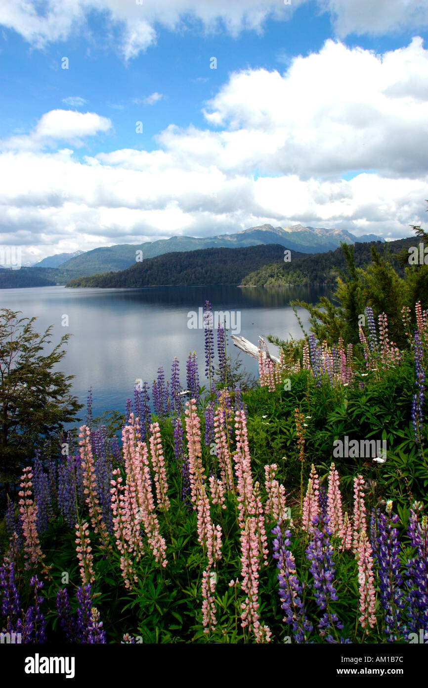 Nahuel Huapi National Park Lupine Flowers Lupinos Villa La Angostura Patagonia Argentina Stock Photo