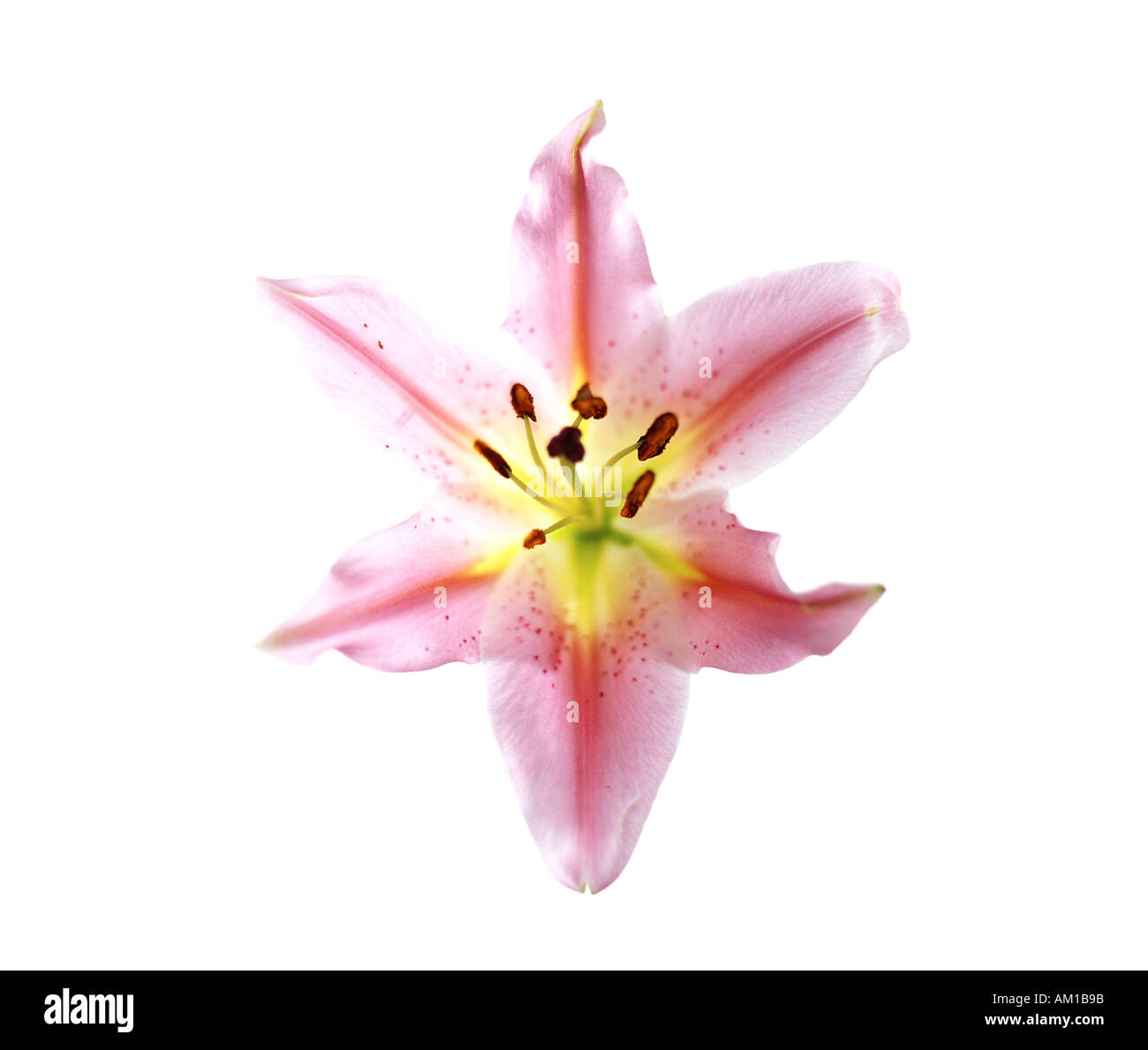 close up of a pink lily Stock Photo