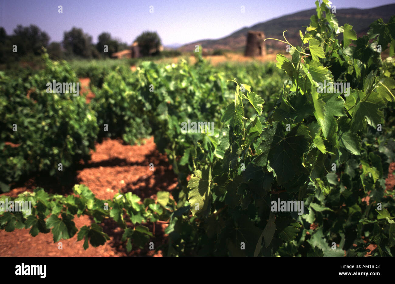 view of vine yard Vineyards in France Pays D'oc Vacluse Provence Stock Photo