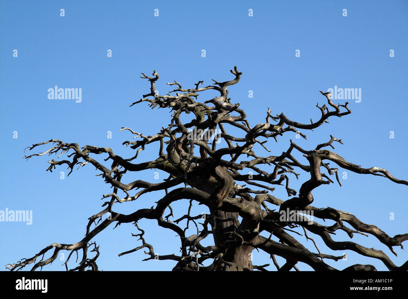 Dead tree in the Elbsandsteingebirge/Saxonia/Germany Stock Photo