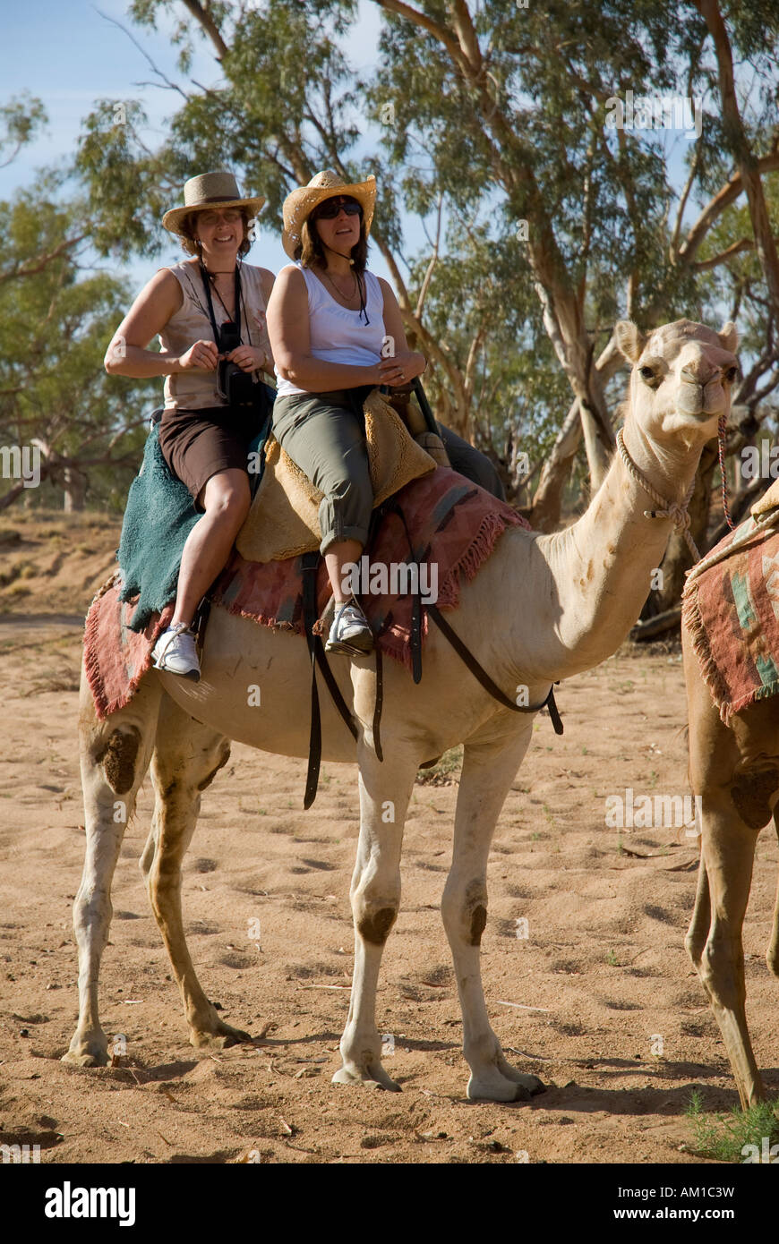 Camel safari, Alice Springs, Northern Territory, Australia Stock Photo
