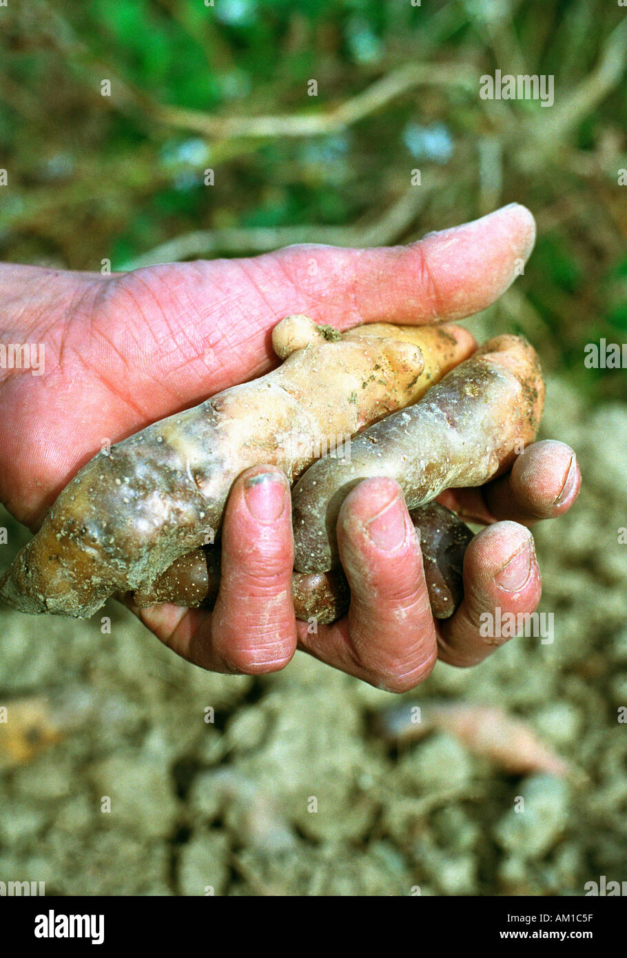 Harvesting vegetables Stock Photo