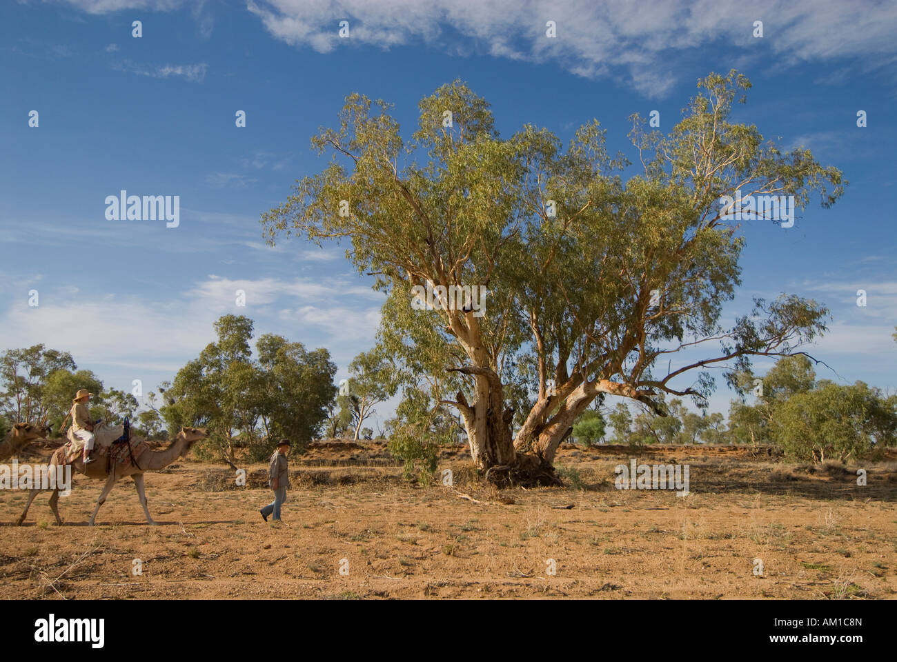 Camel safari, Alice Springs, Northern Territories, Australien, Australia Stock Photo