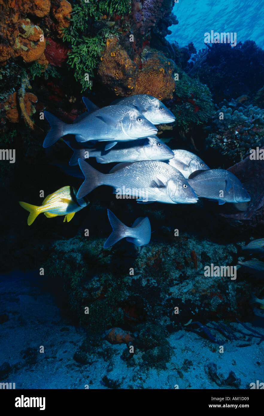 Caribbean Sea, Grey Snappers, Lutjanus Griseus Stock Photo