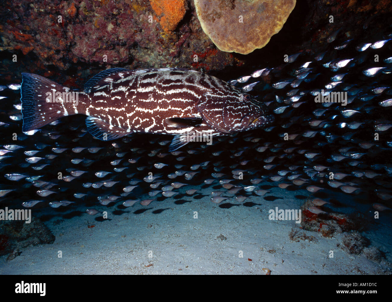 Caribbean Sea, Mexico, Grouper Sea bass Stock Photo Alamy