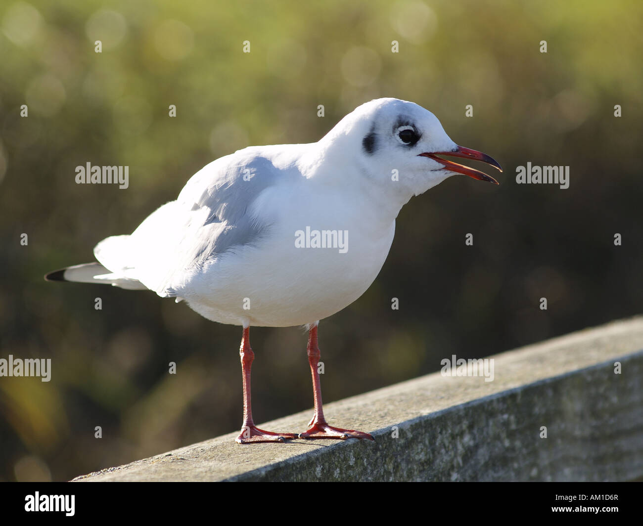 Black Headed Gull, Larus ridibundus, in its winter plumage. Stock Photo