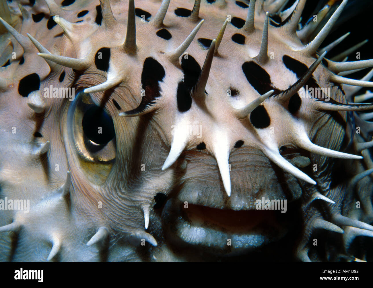Mexico, Caribbean Sea, Porcupine Fish, Diodon Hystrix Stock Photo Alamy