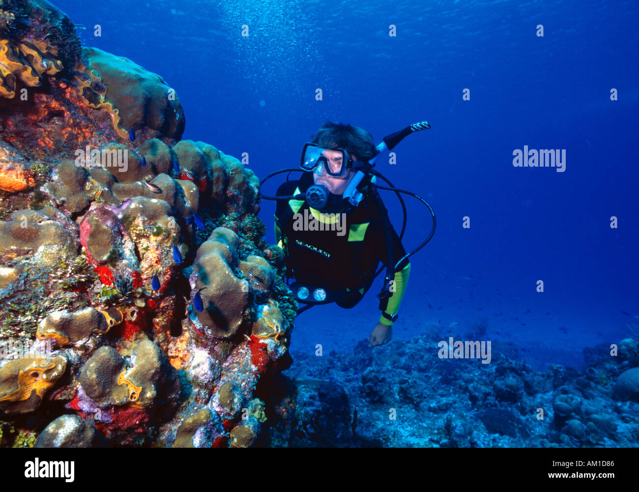 Caribbean Sea, Diver looking at Coral Reef Stock Photo