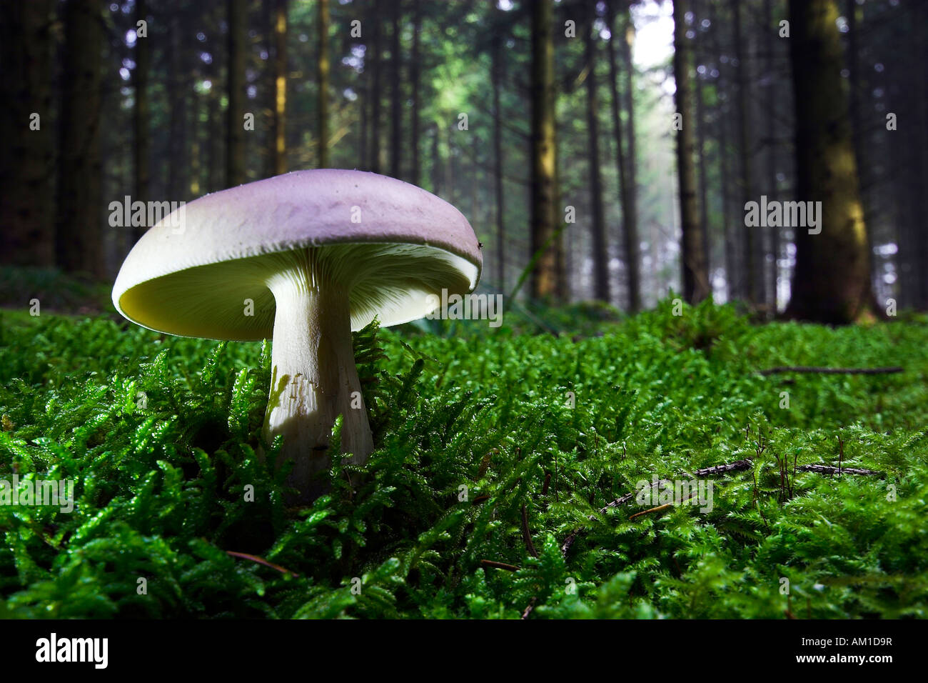 Illuminated mushroom, wide angled shot Stock Photo