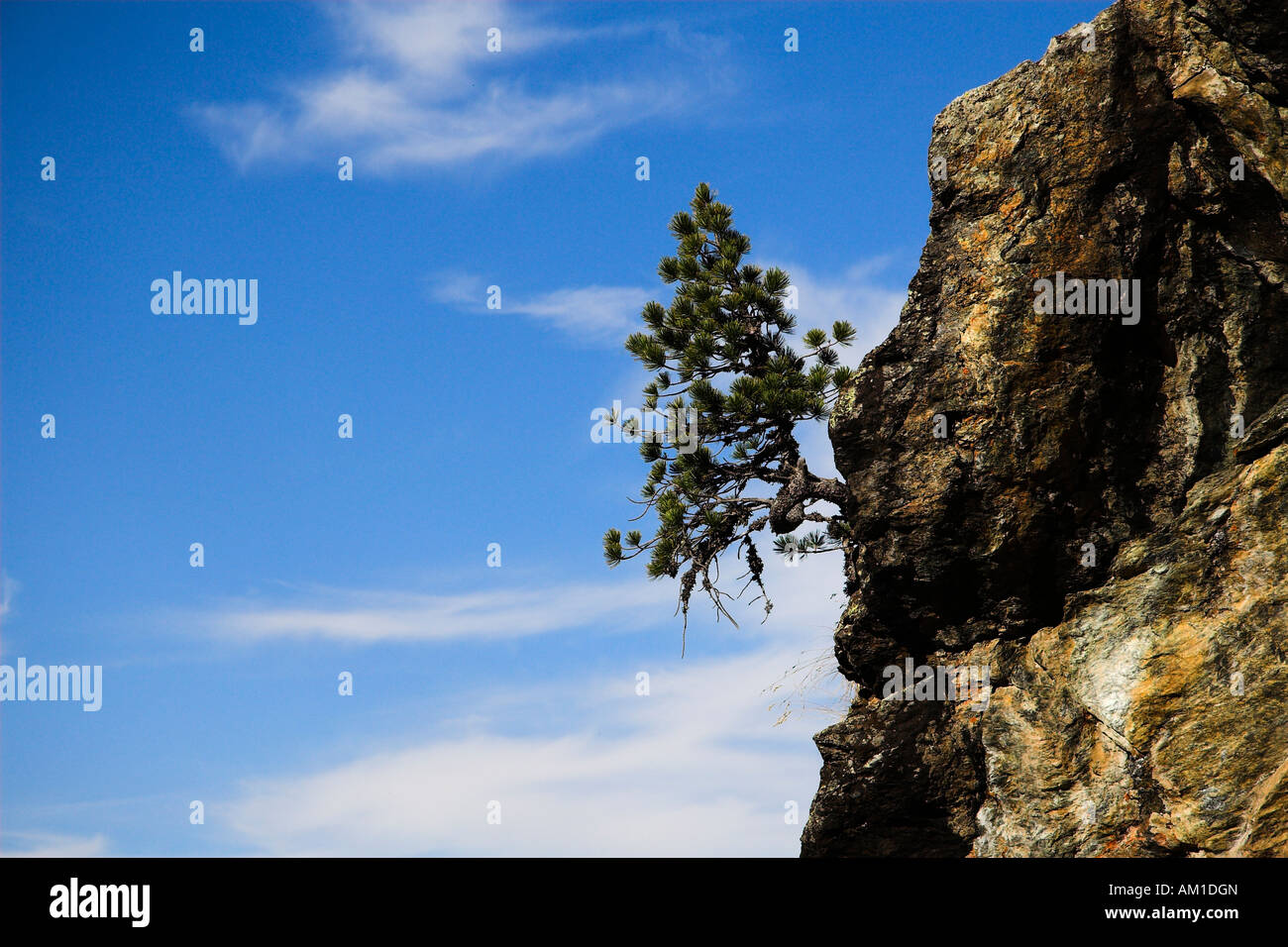 Pinus mugo hi-res stock photography and images - Alamy