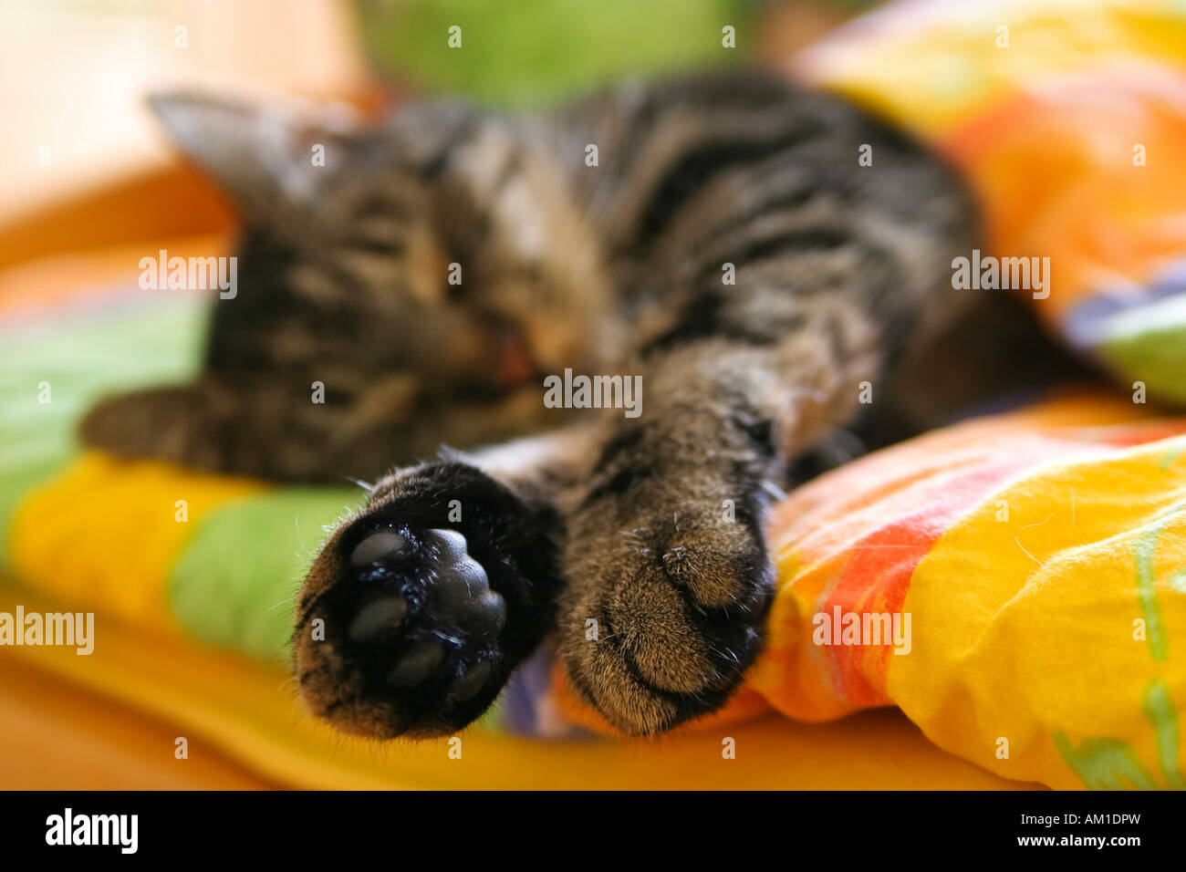 European shorthair cat is sleeping in a bed Stock Photo