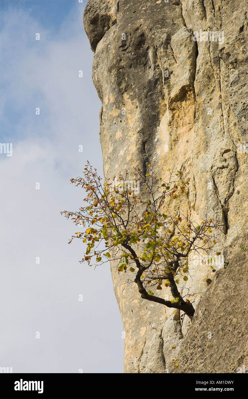 Tree grows in a rock wall, upper Danube valley, district of Sigmaringen, Baden-Wuerttemberg, Germany Stock Photo