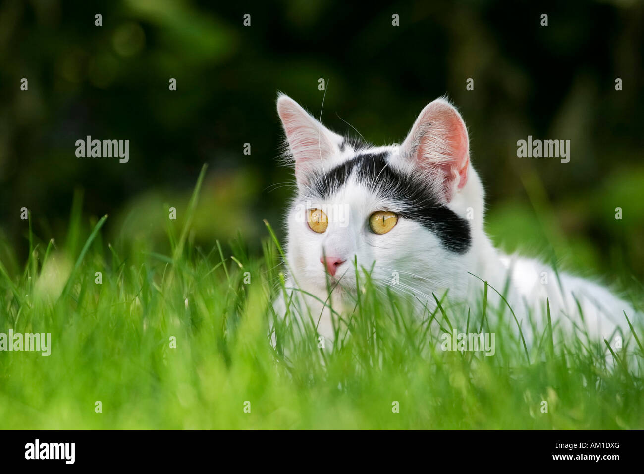 European shorthair cat lies in grass Stock Photo