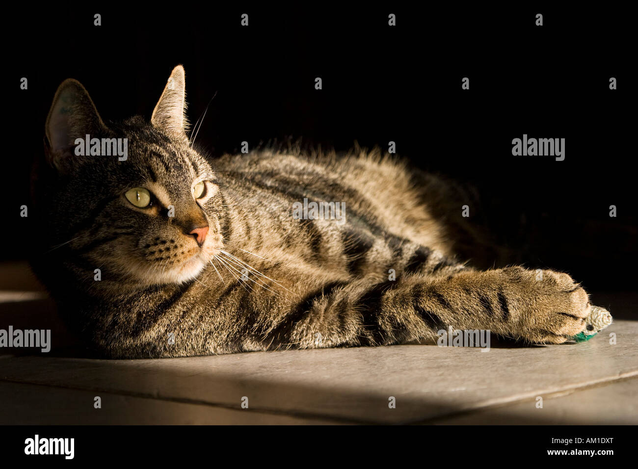 European shorthair cat with a toy mouse Stock Photo