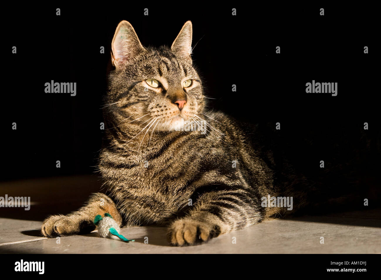 European shorthair cat with a toy mouse Stock Photo