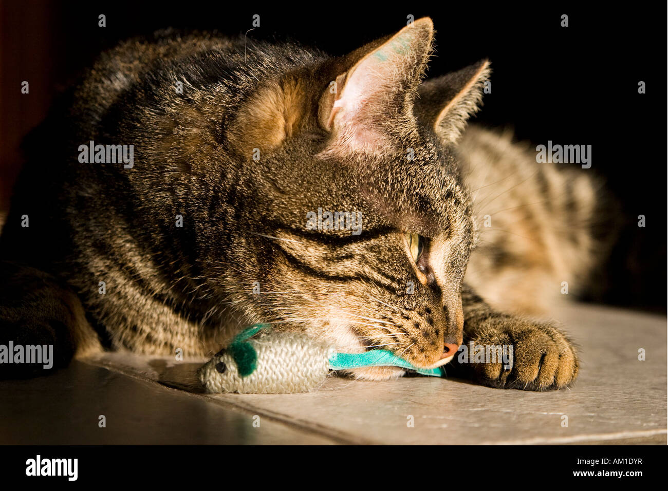 European shorthair cat is playing with a toy mouse Stock Photo