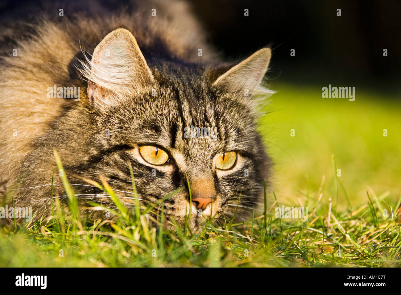 Longhair cat Stock Photo