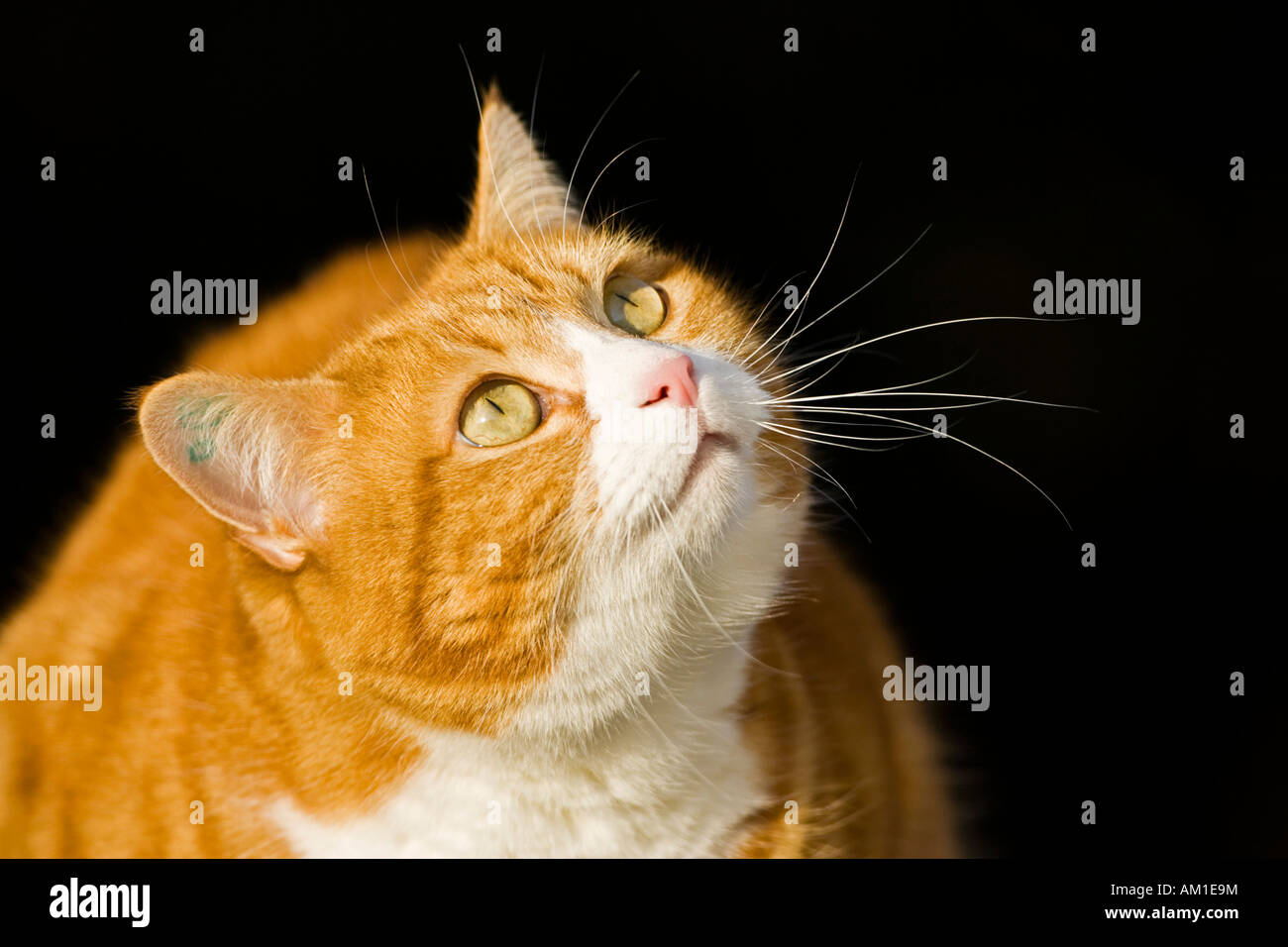European shorthair cat Stock Photo
