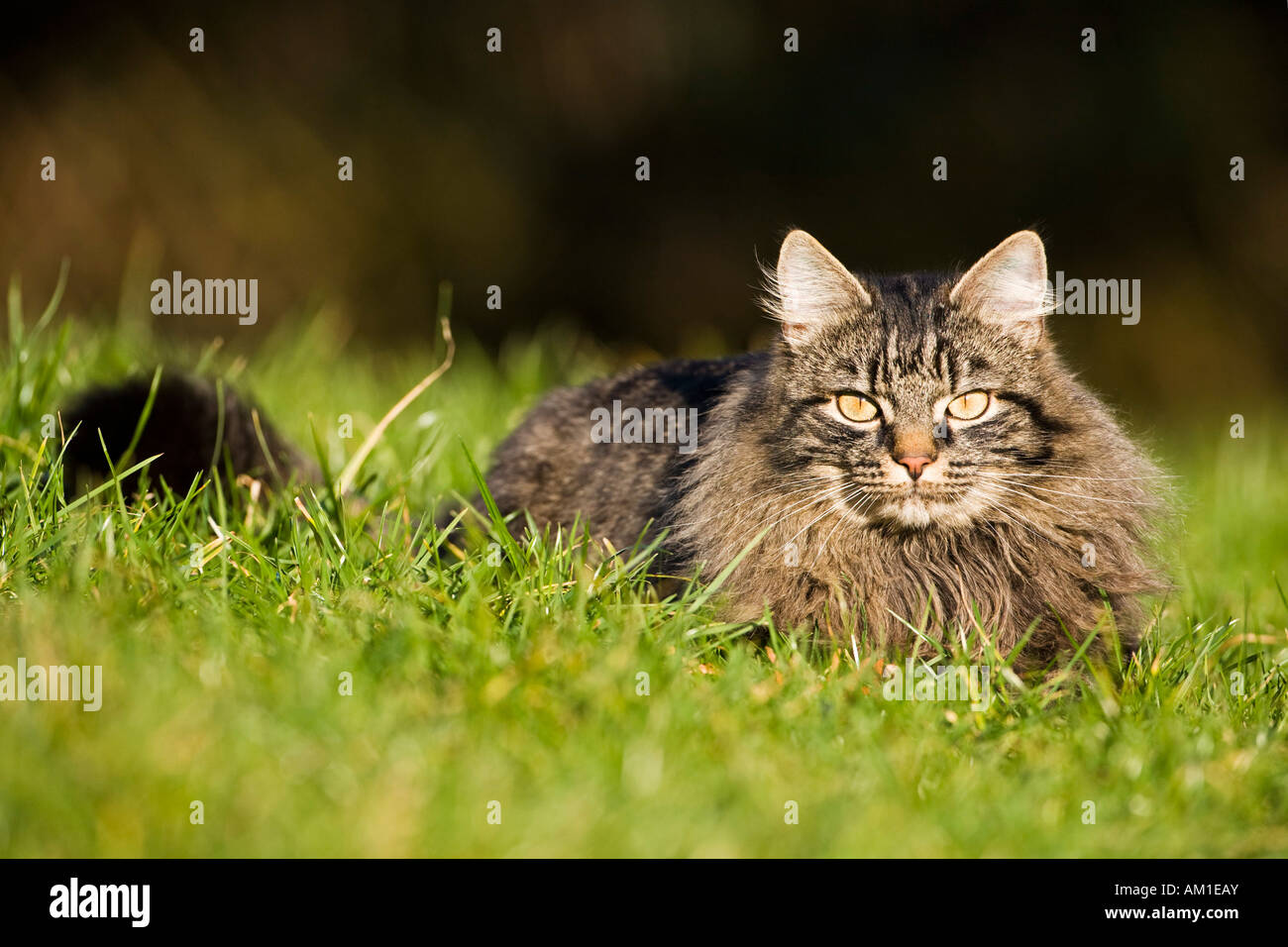 Longhair cat lies in a meadow Stock Photo