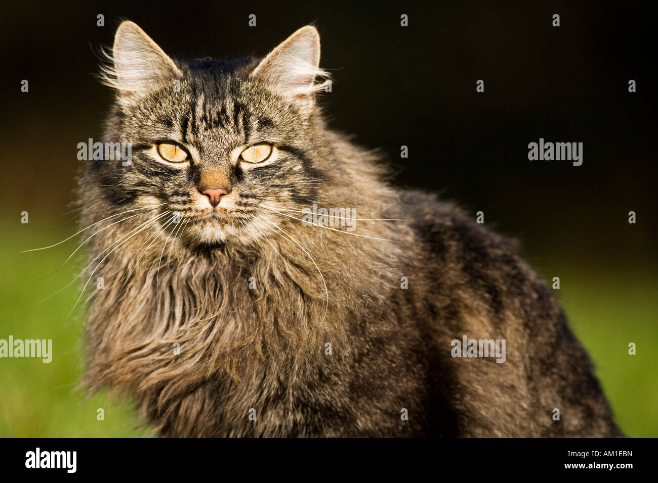 Longhair cat is sitting Stock Photo