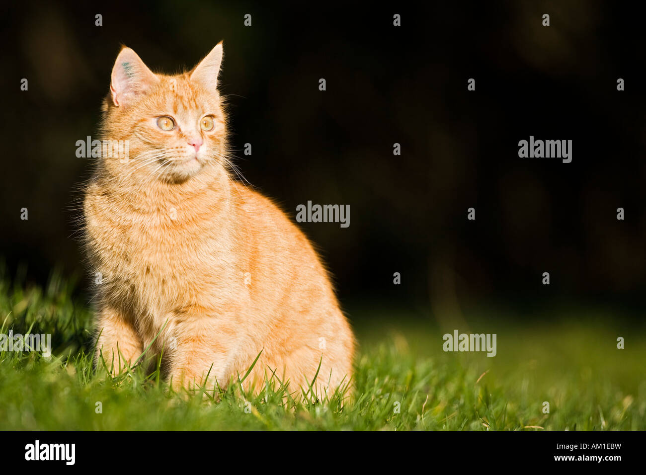 European shorthair cat is sitting in a meadow Stock Photo