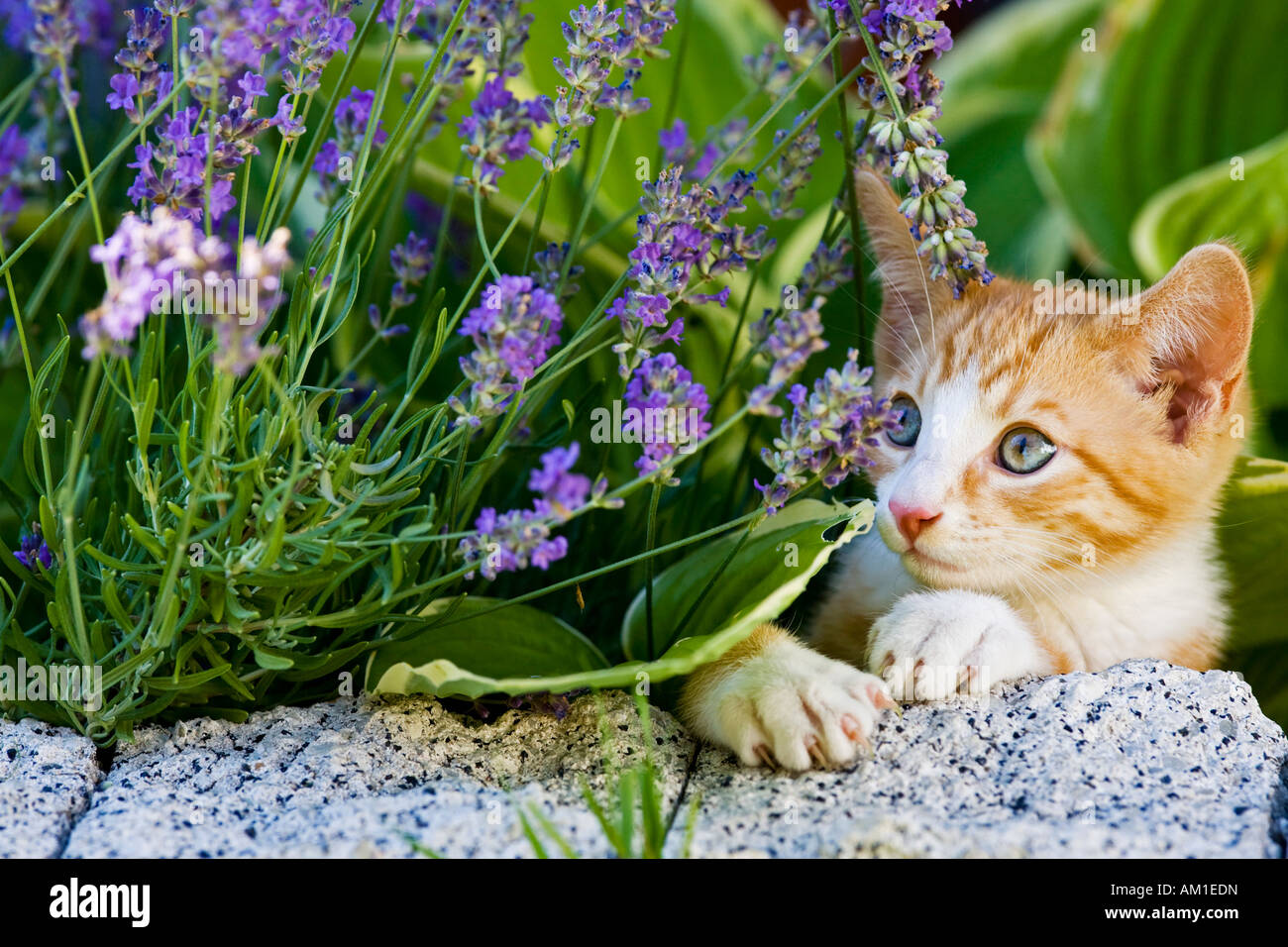 European shorthair cat with flowers Stock Photo