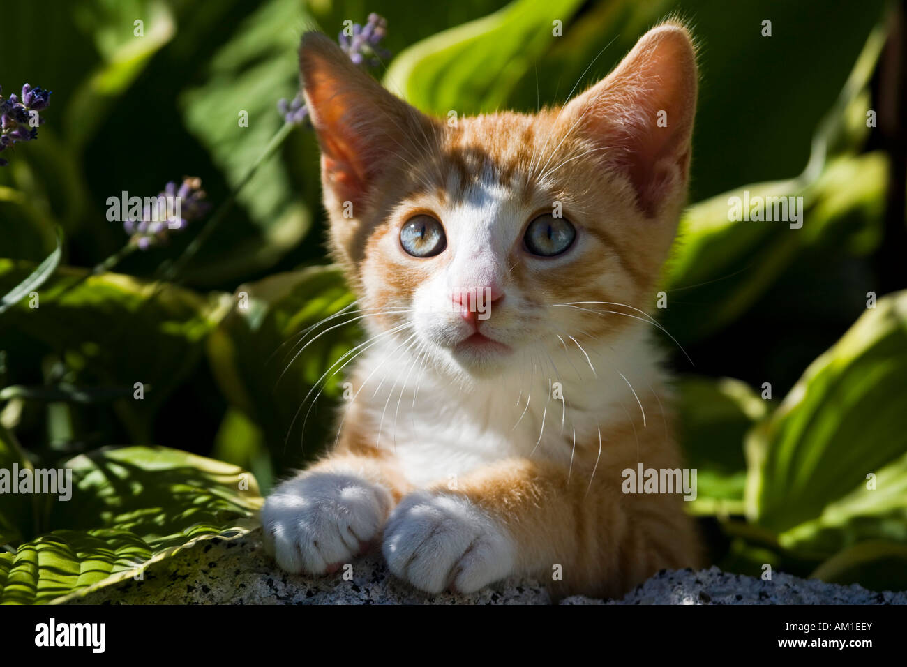 European shorthair cat between plants Stock Photo