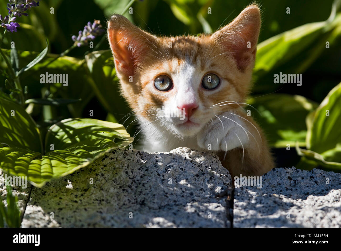 European shorthair cat between plants Stock Photo