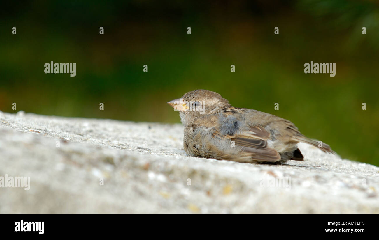 A young sparrow warms itself at a warm stone - Germany, Europe. Stock Photo