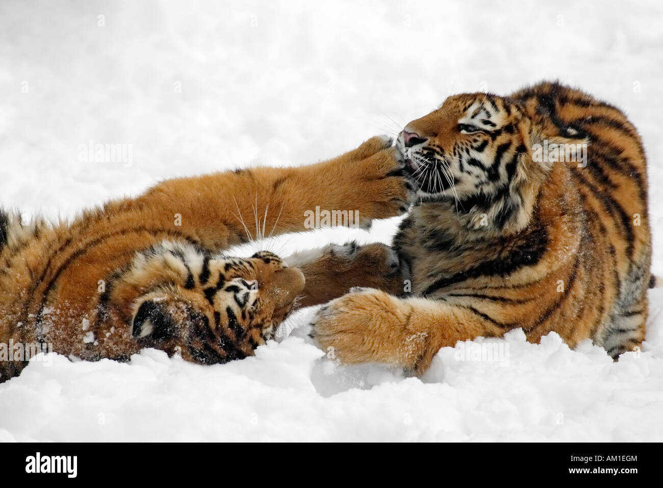 Sibirian Tiger (Panthera tigris altaica) playing in snow Stock Photo