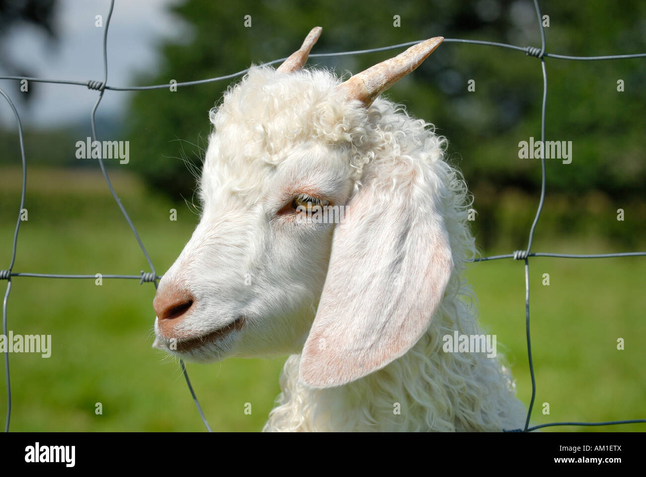 A young angora-goat looks by a fence - Germany, Europe. Stock Photo