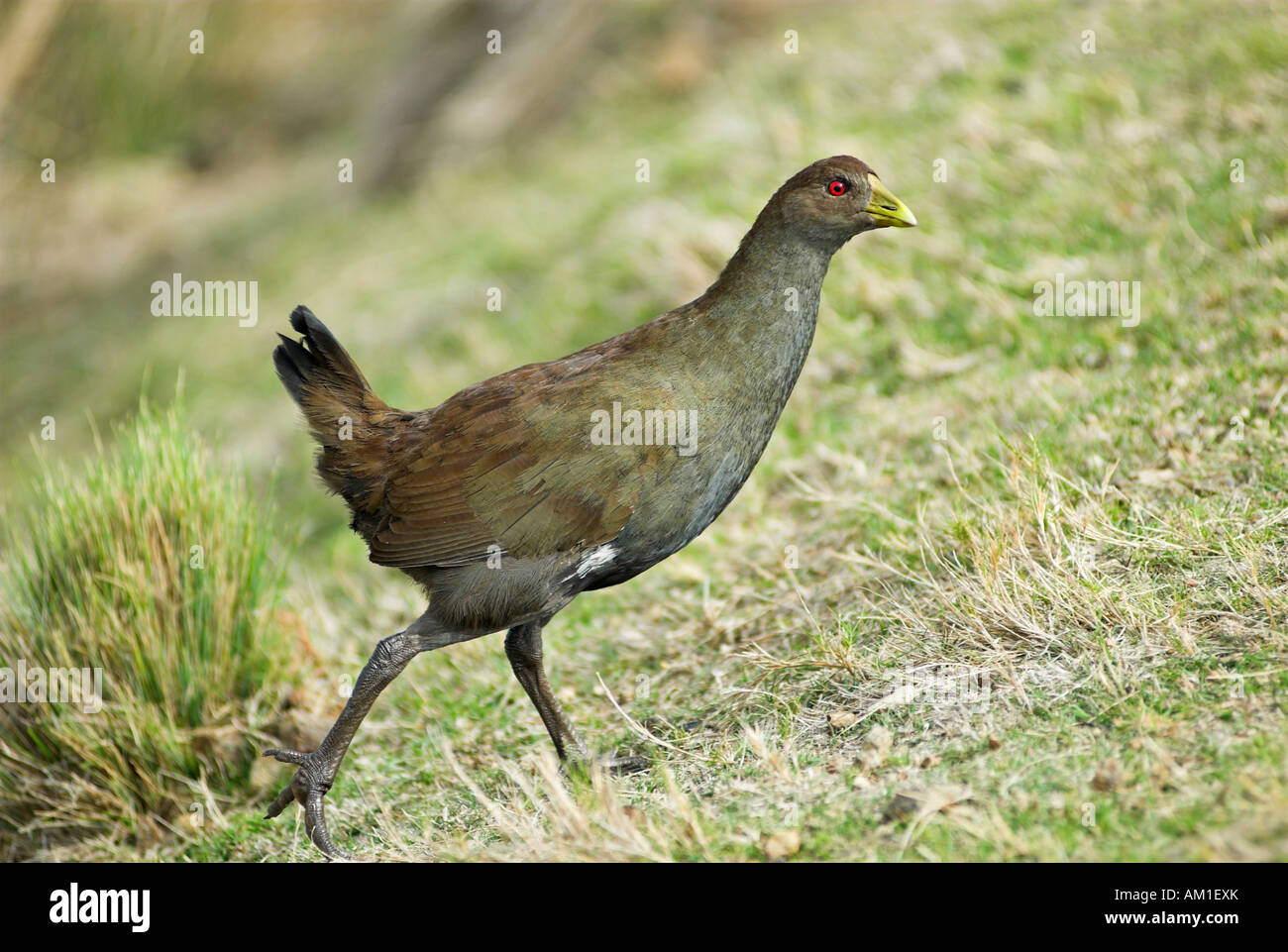 Tasmanian native hen, Gallinula mortierii, Maria Island National Park, Tasmanien, Australien Stock Photo