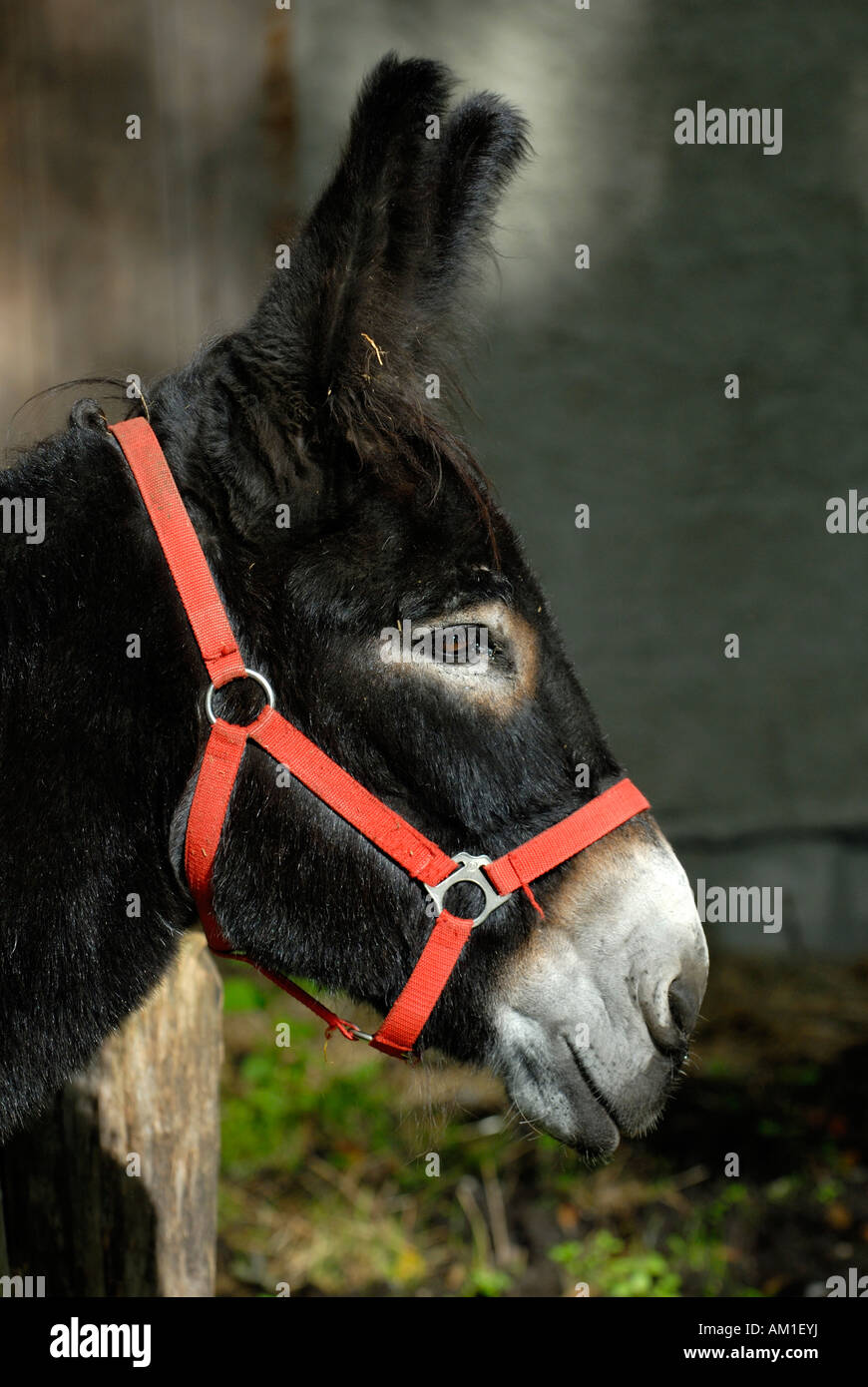 Portrait from a donkey (Equus asinus asinus) Germany Europe. Stock Photo