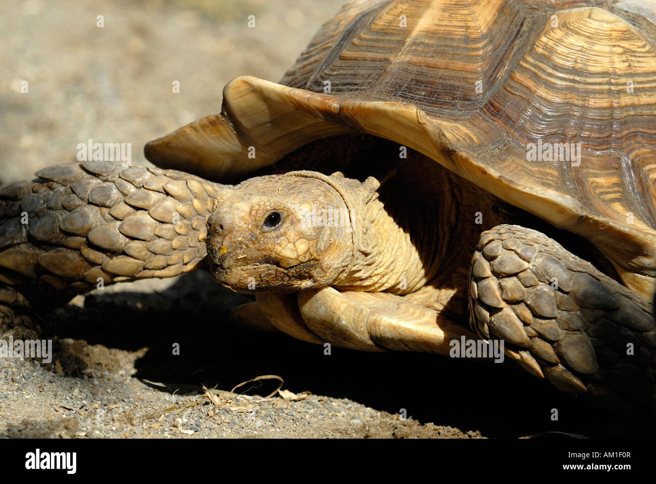 A portrait of turtle (Geochelone sulcata) Stock Photo