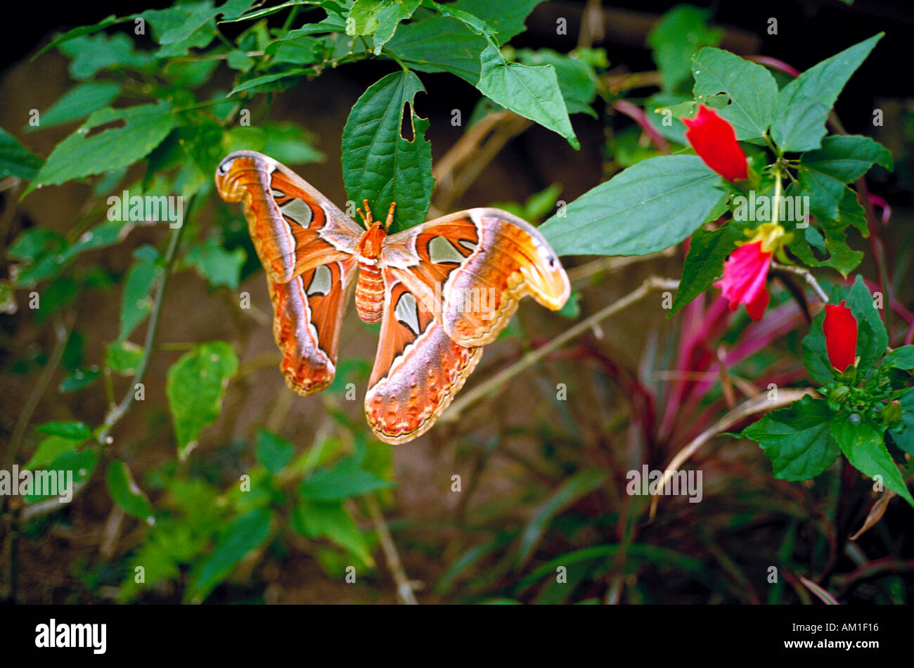 Photographed in the Butterfly Garden on Koh Samui, the Atlas Moth is the largest moth in the world Stock Photo