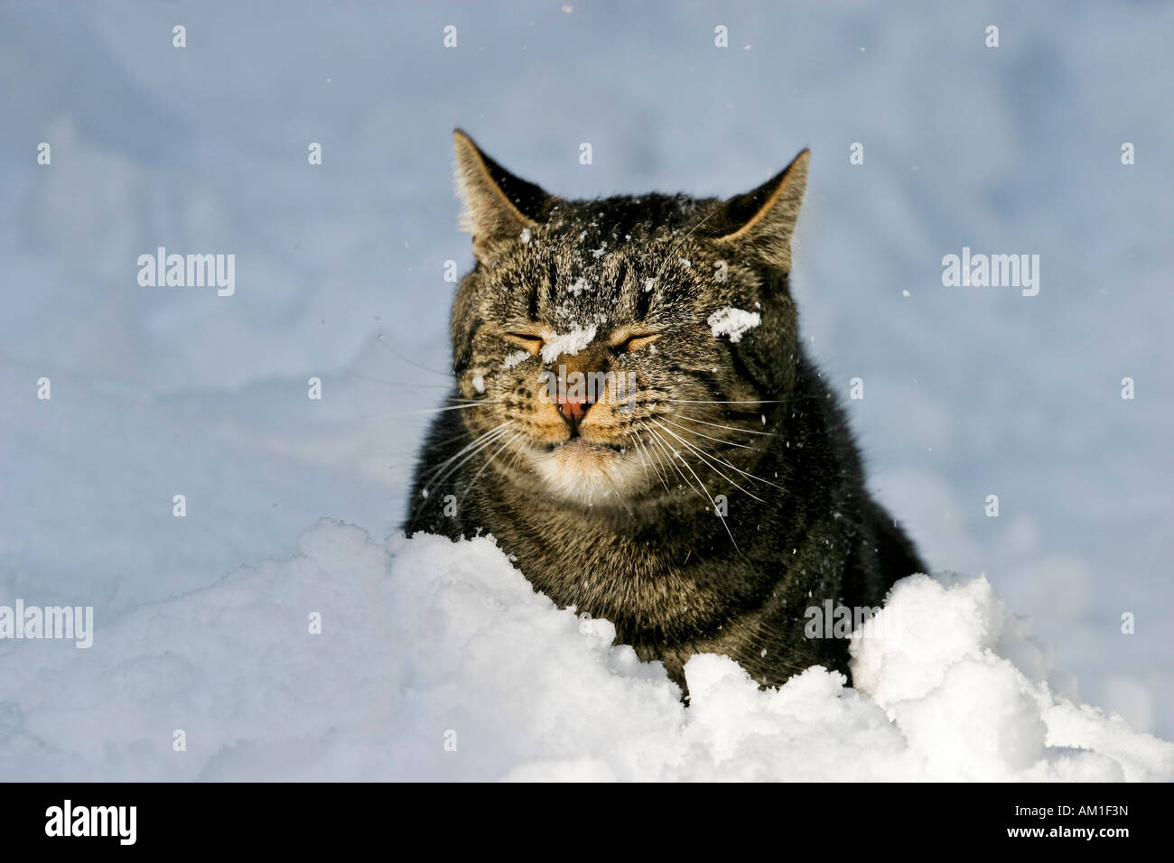 European shorthair cat in snow Stock Photo