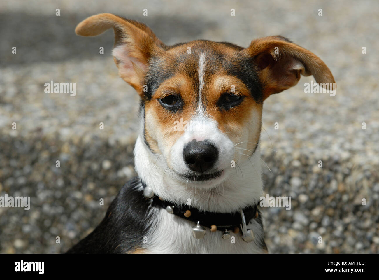 Portrait from a young Jack-Russel Terrier Stock Photo