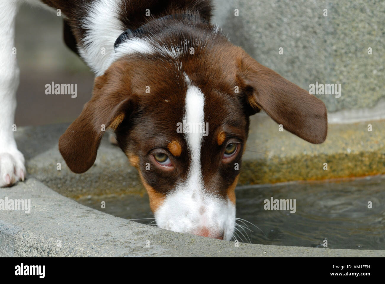 A young half-breed Dog is drinking from a well basin Stock Photo