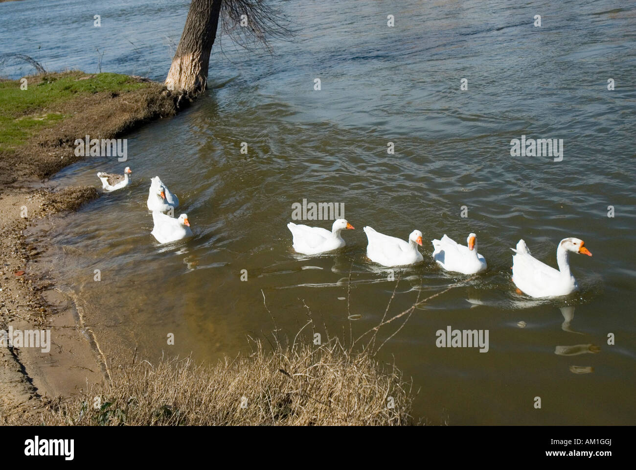 Gooses in Duero river in TORDESILLAS Valladolid province Castile Leon region SPAIN Stock Photo