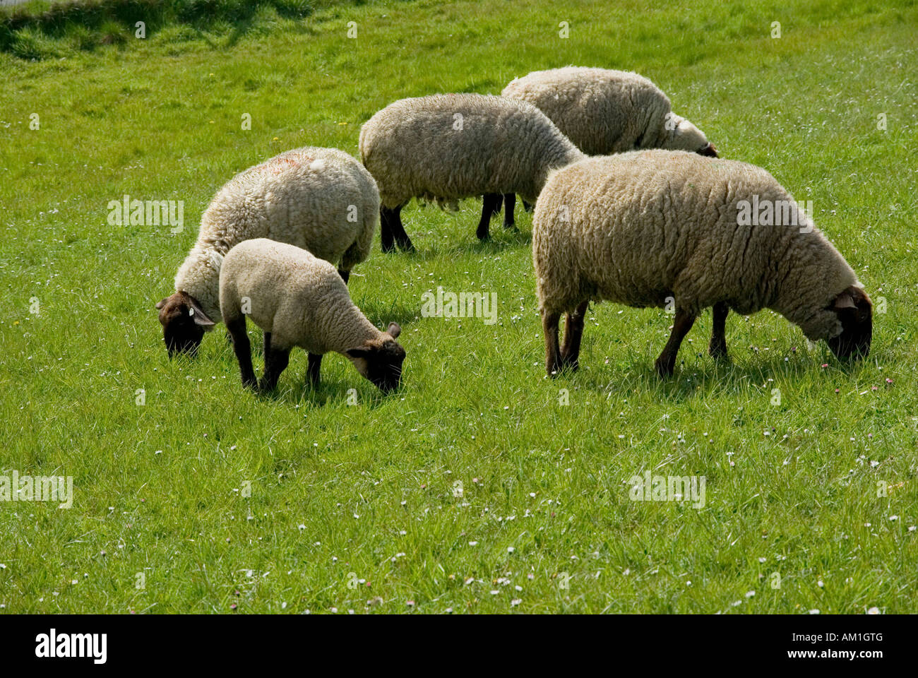 Sheep, dyke, North Sea, East Frisia, Lower Saxony, Germany Stock Photo