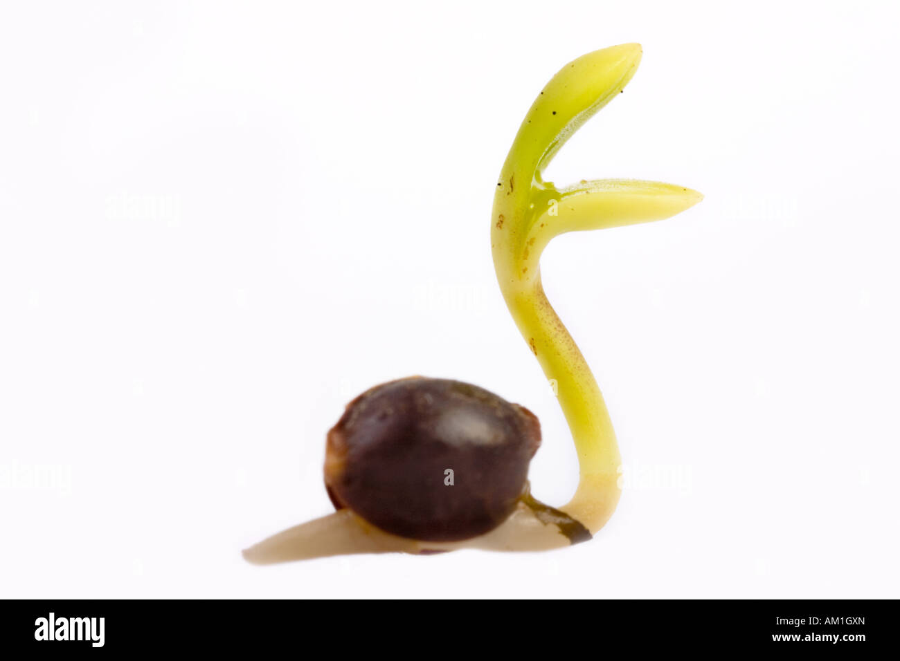 Fig plant seedling hires stock photography and images Alamy