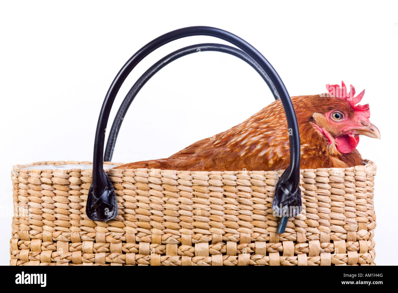 Chicken in a shopping basket Stock Photo Alamy