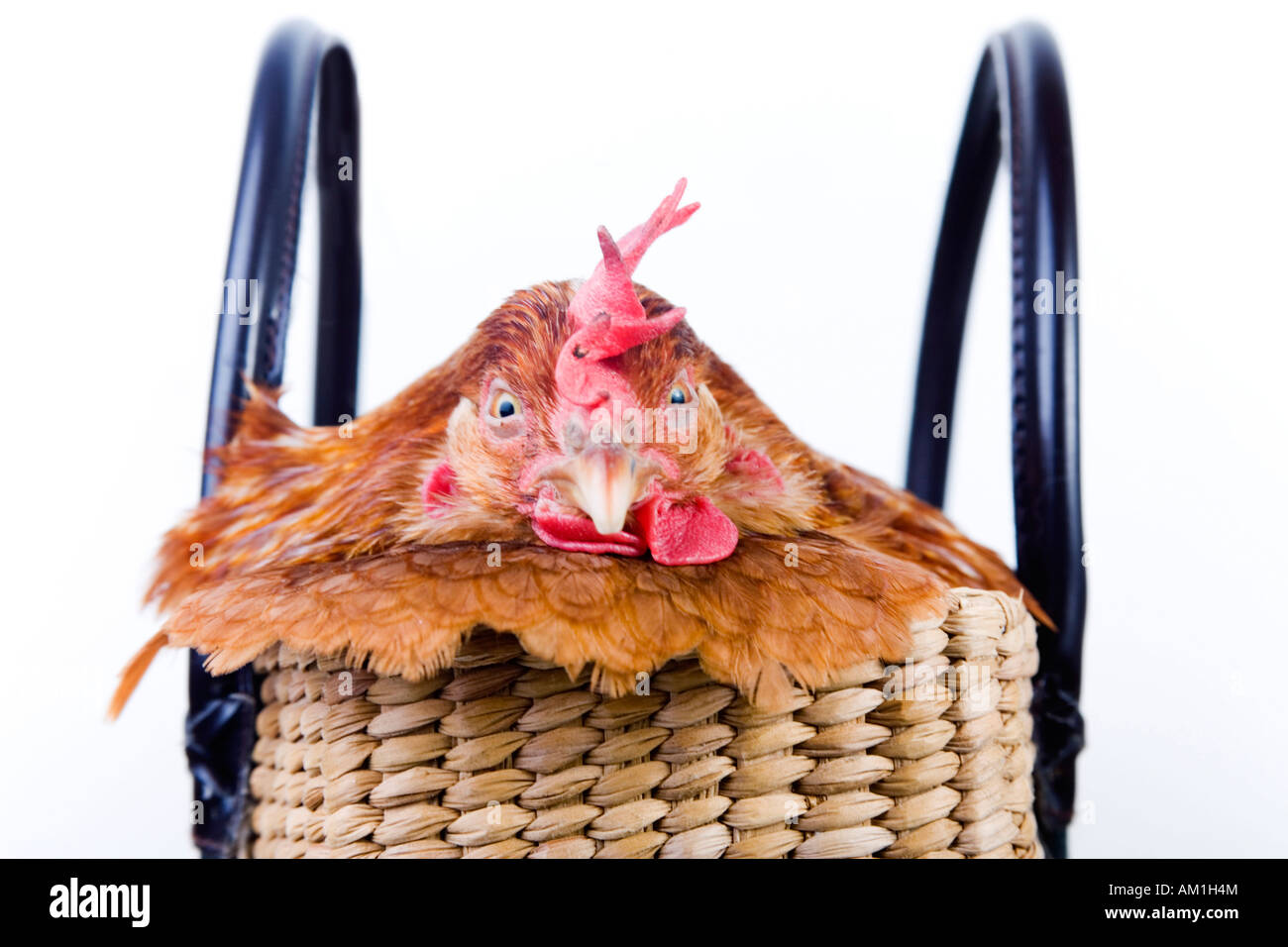 Chicken in a shopping basket Stock Photo Alamy