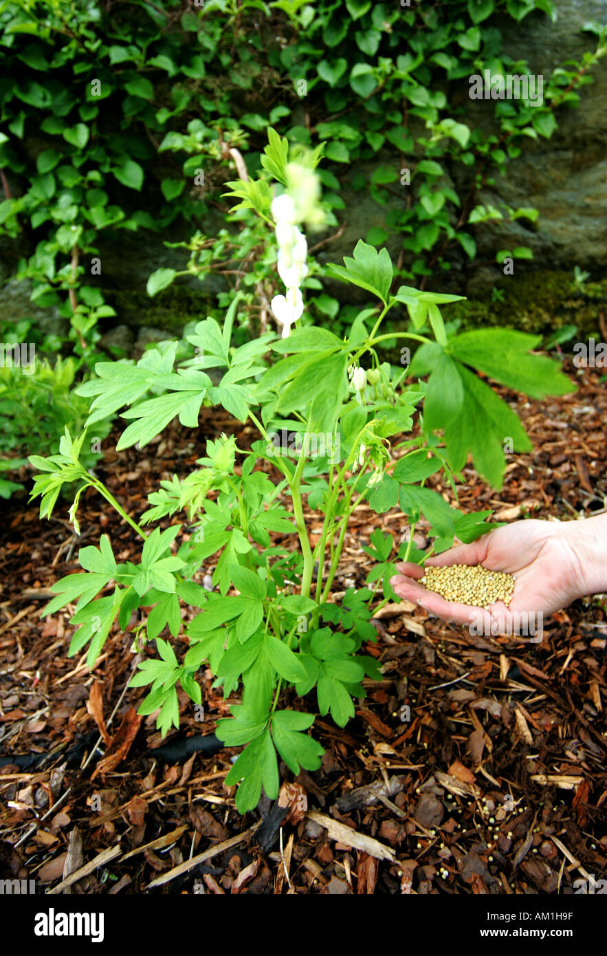 Spring garden Stock Photo